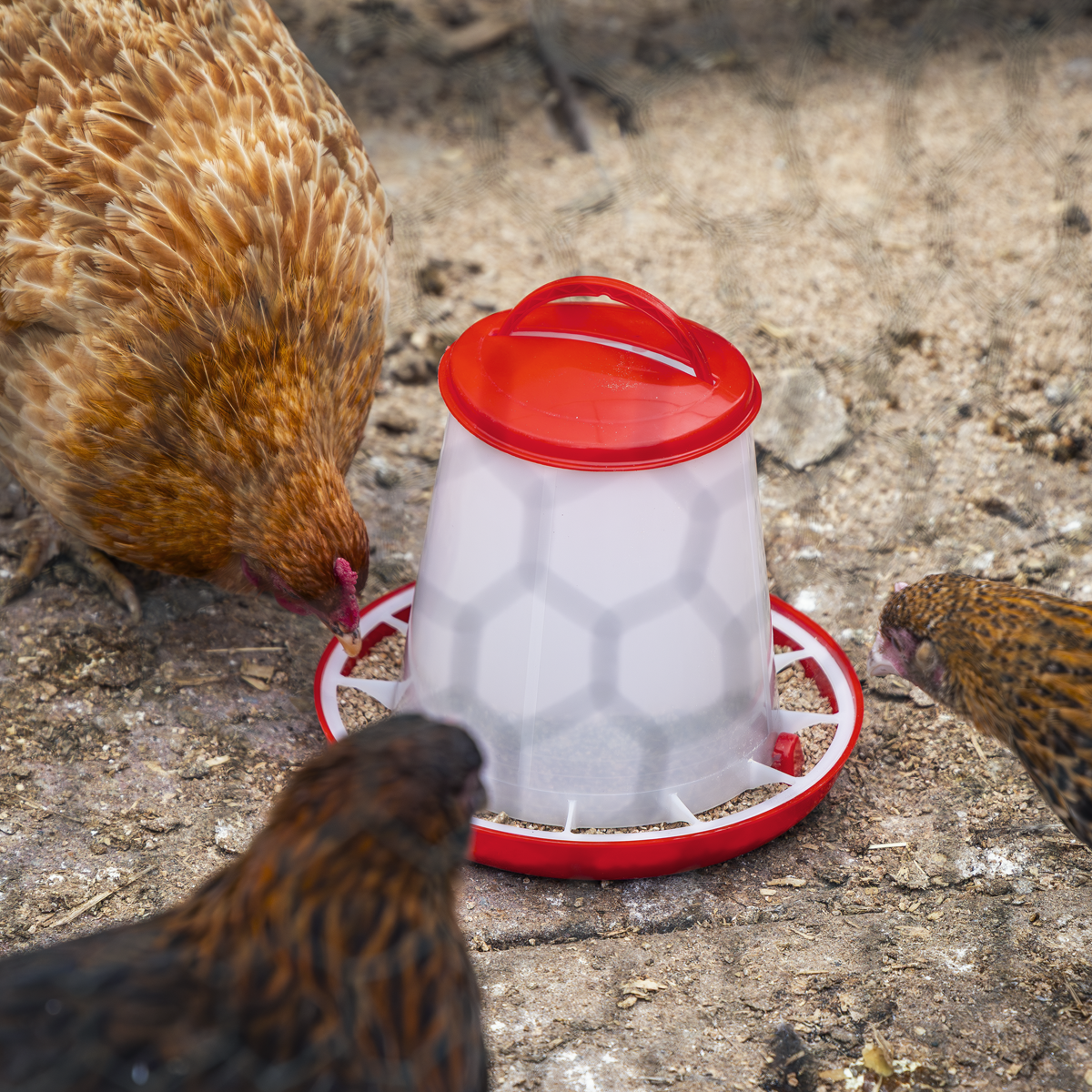 Poultry Feeder 1.5kg - Pack of 5 AFT025