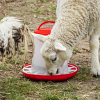 Poultry Feeder 3kg - Pack of 3 AFT033