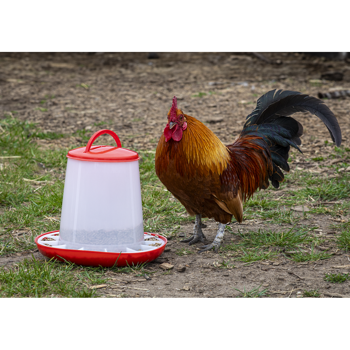 Poultry Feeder 3kg - Pack of 3 AFT033
