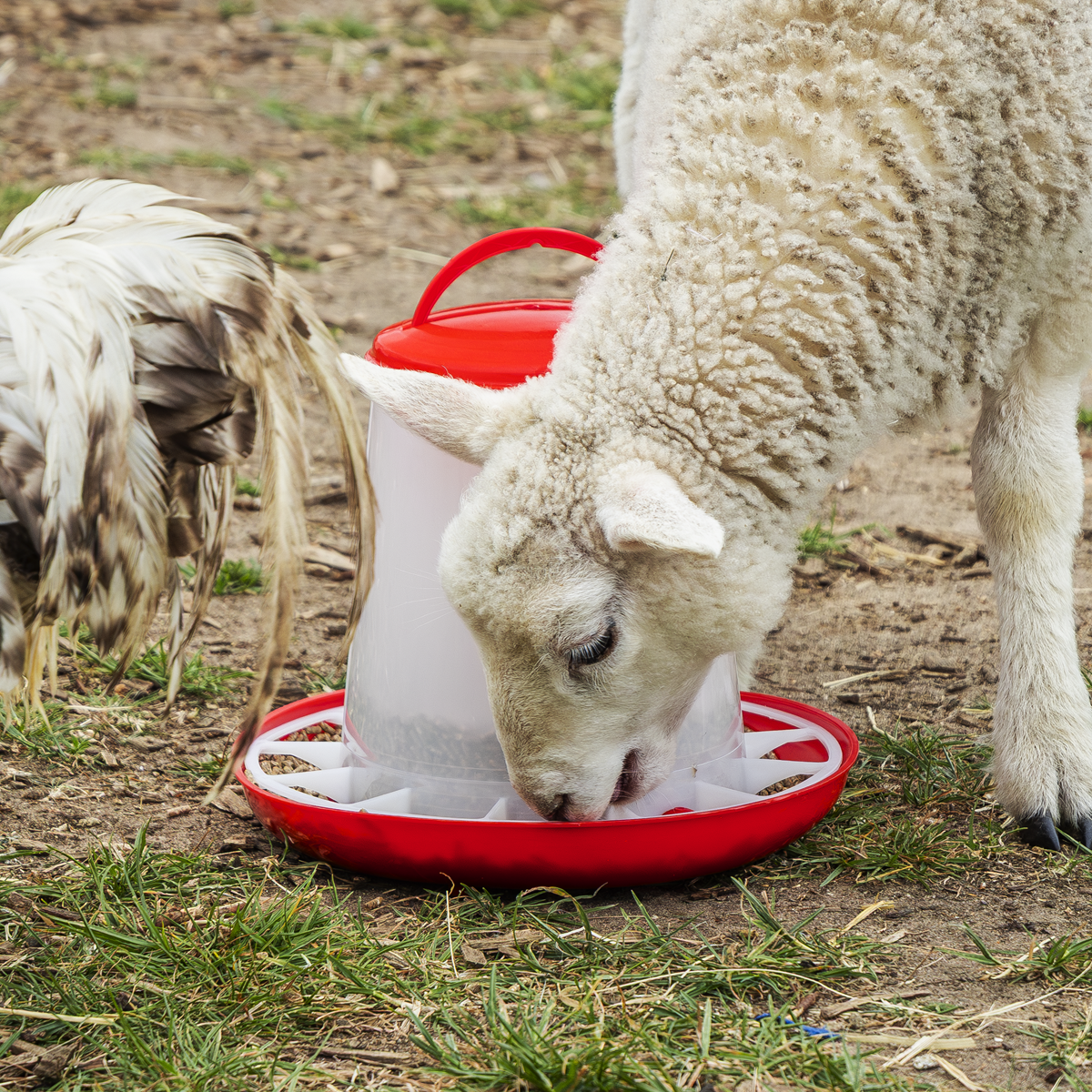 Poultry Feeder 3kg AFT03