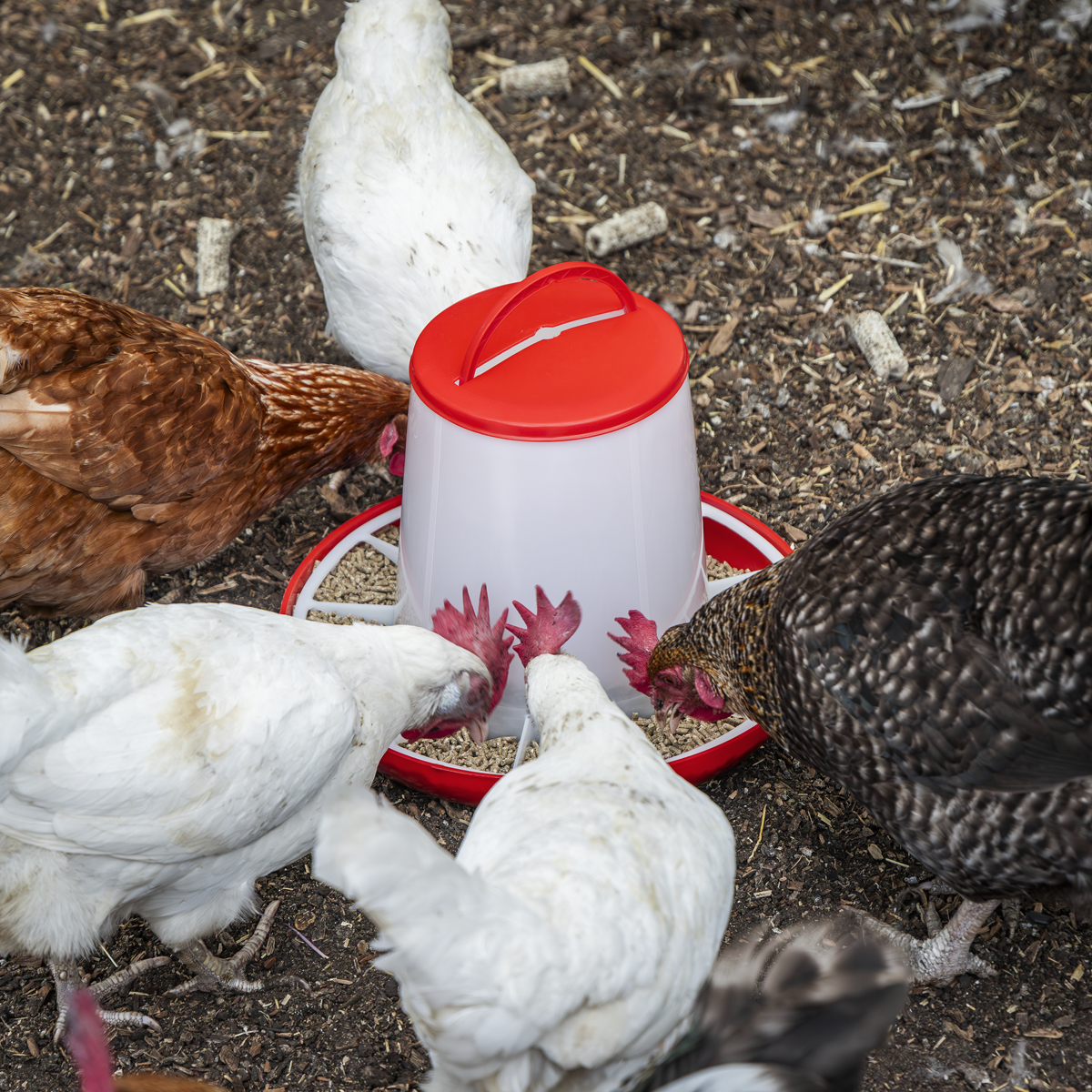 Poultry Feeder 6kg - Pack of 2 AFT042