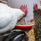 Poultry Feeder 6kg AFT04