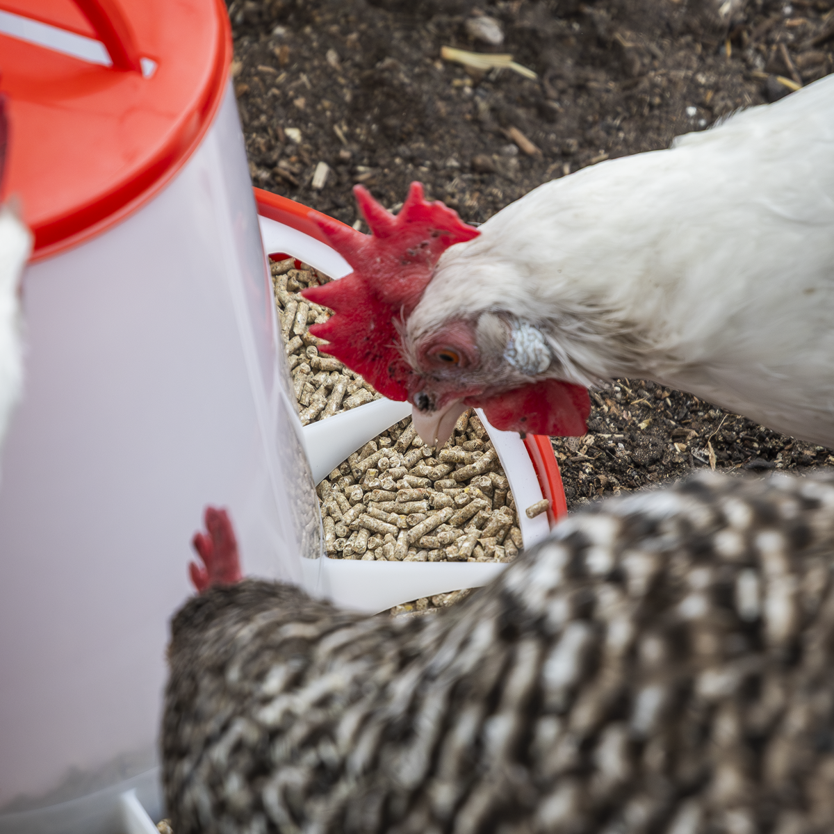 Poultry Feeder 6kg AFT04
