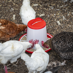 Poultry Feeder 6kg AFT04