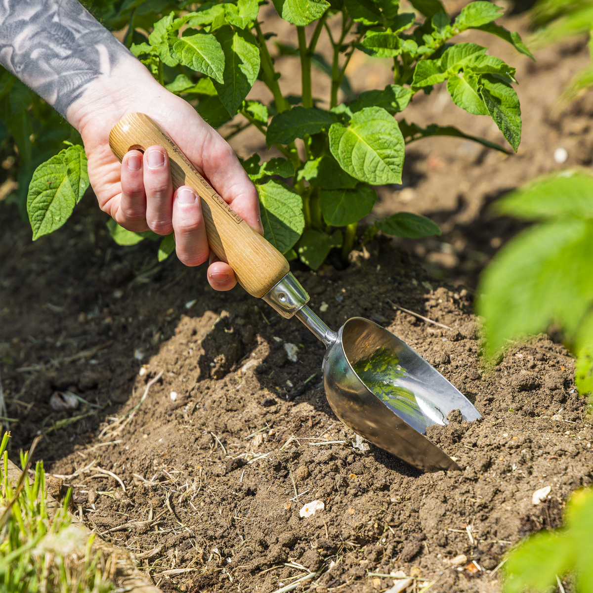 Garden Scoop with Ash Handle & Stainless Steel Head GTWH006