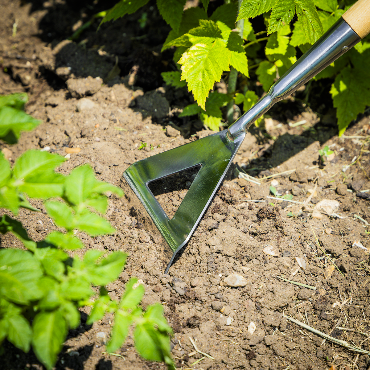 Dutch Hoe with Long Ash Handle & Stainless Steel Blade GTWH013
