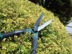 Countryman Hedge Shear 250mm (10in)                                             