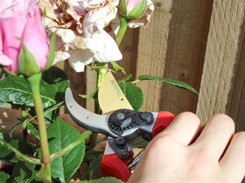 Countryman Professional Bypass Secateurs 215mm (8in)                            