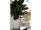 2717 Green Aquasolo Watering Cone for Medium 16in Pots (Pack 4)                 