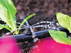 2787 End of Line Adjustable Mini Sprinkler 4/13mm (Pack 12)                     